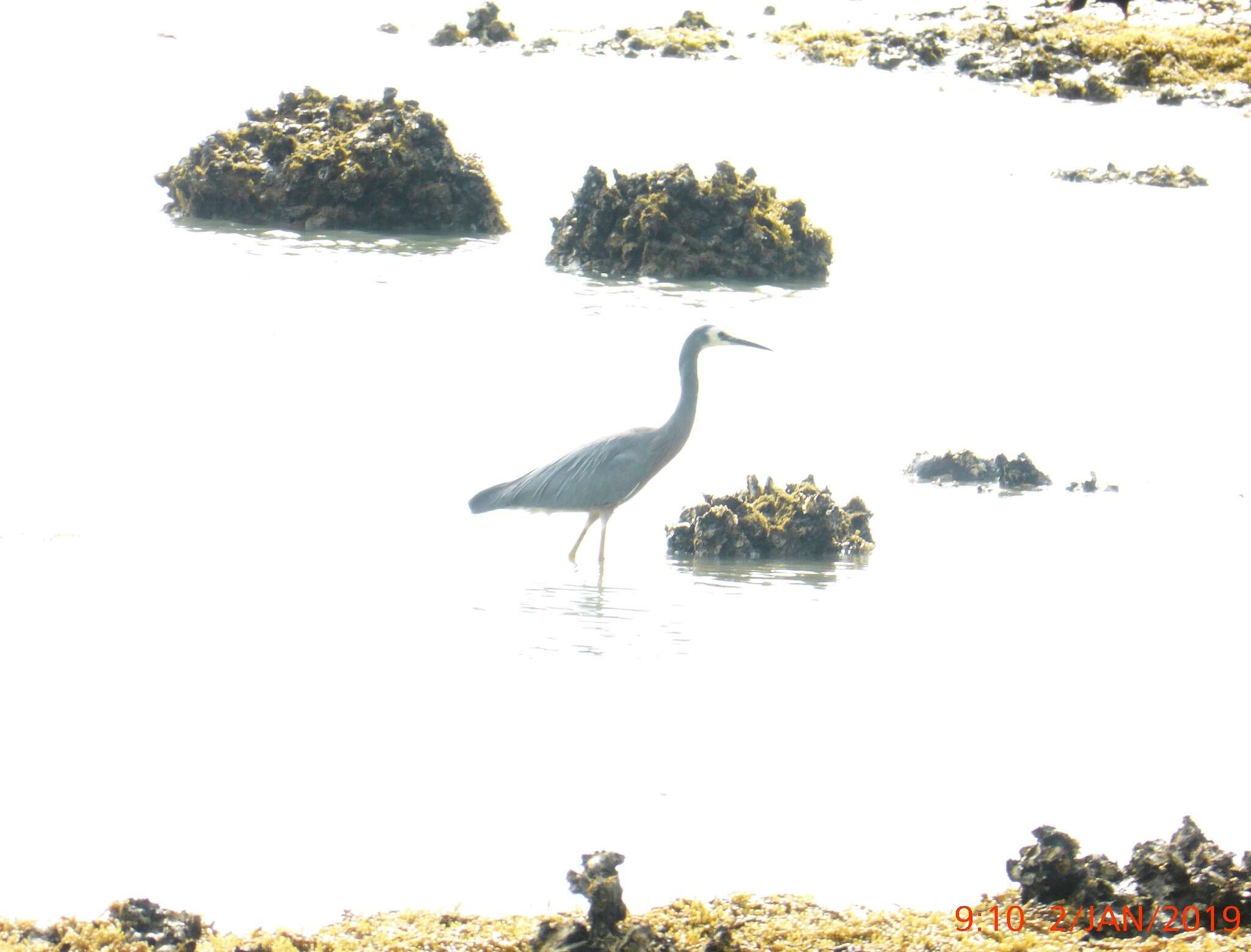 Image of Egretta novaehollandiae novaehollandiae