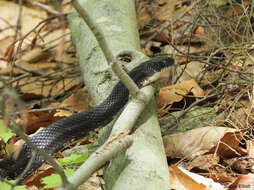 Image of Rat snakes