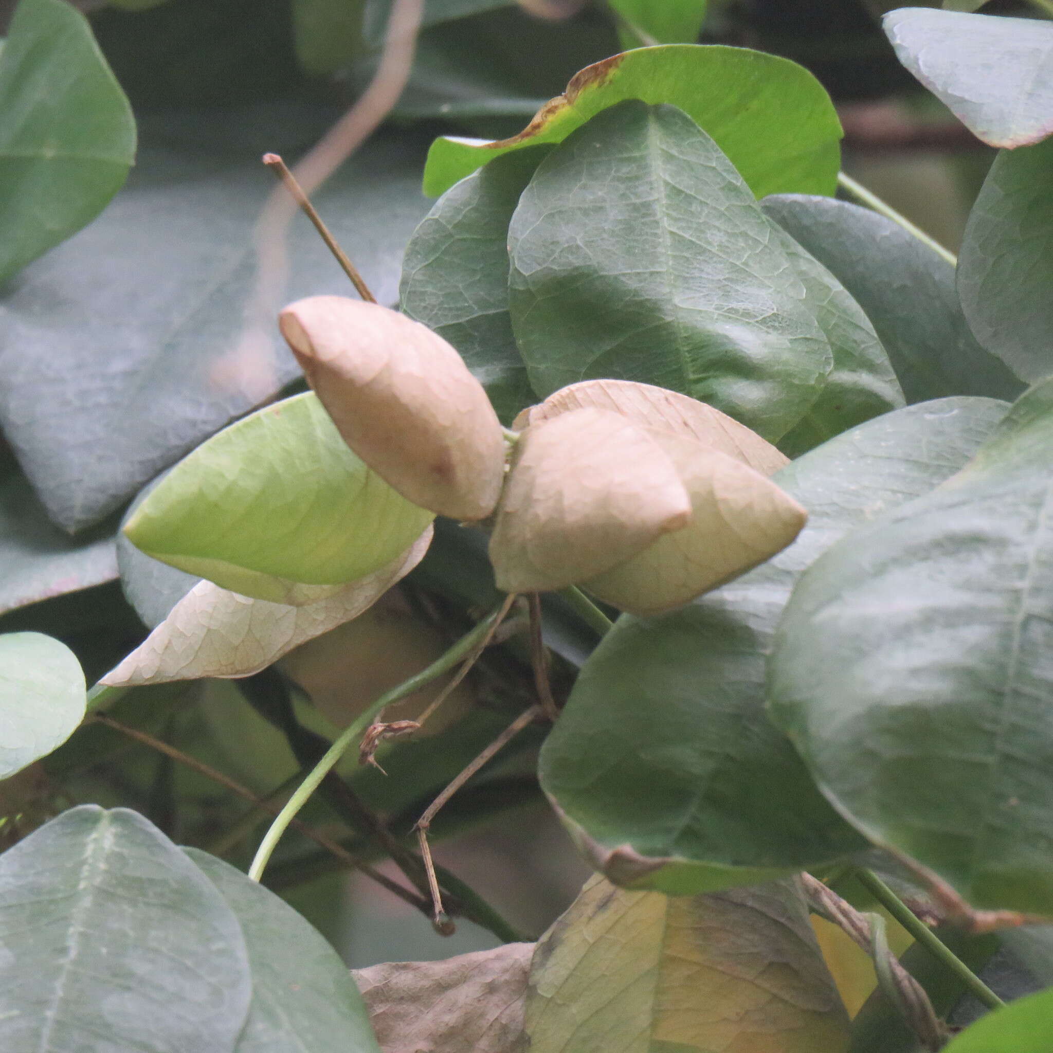 Image of Phylacium bracteosum Benn.