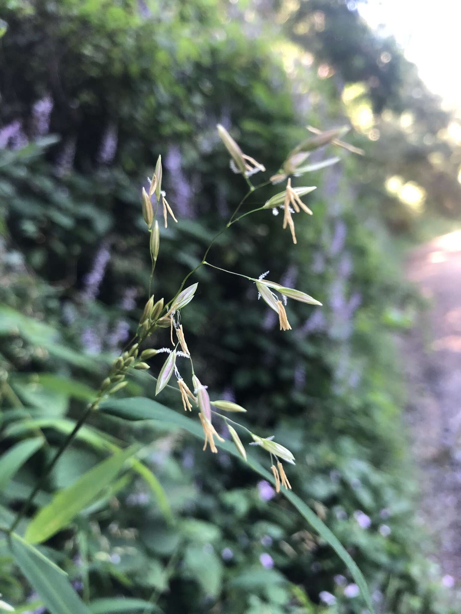 Imagem de Prosphytochloa prehensilis (Nees) Schweick.