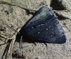 Elaphristis melanica Turner的圖片