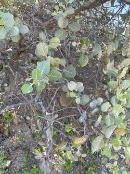 Image of Rhus lentii Kellogg