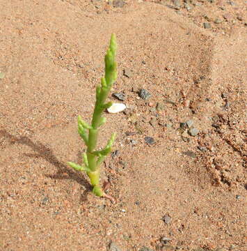 Слика од Salicornia maritima S. L. Wolff & R. L. Jefferies