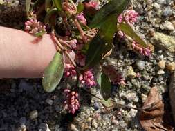 Слика од Persicaria maculosa subsp. maculosa