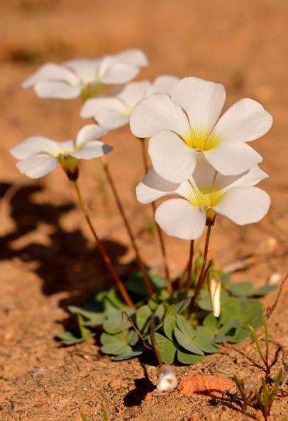 Image of Oxalis dreyerae Oberl. & Roets