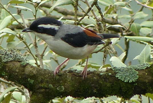 Image of Blyth's Shrike Babbler