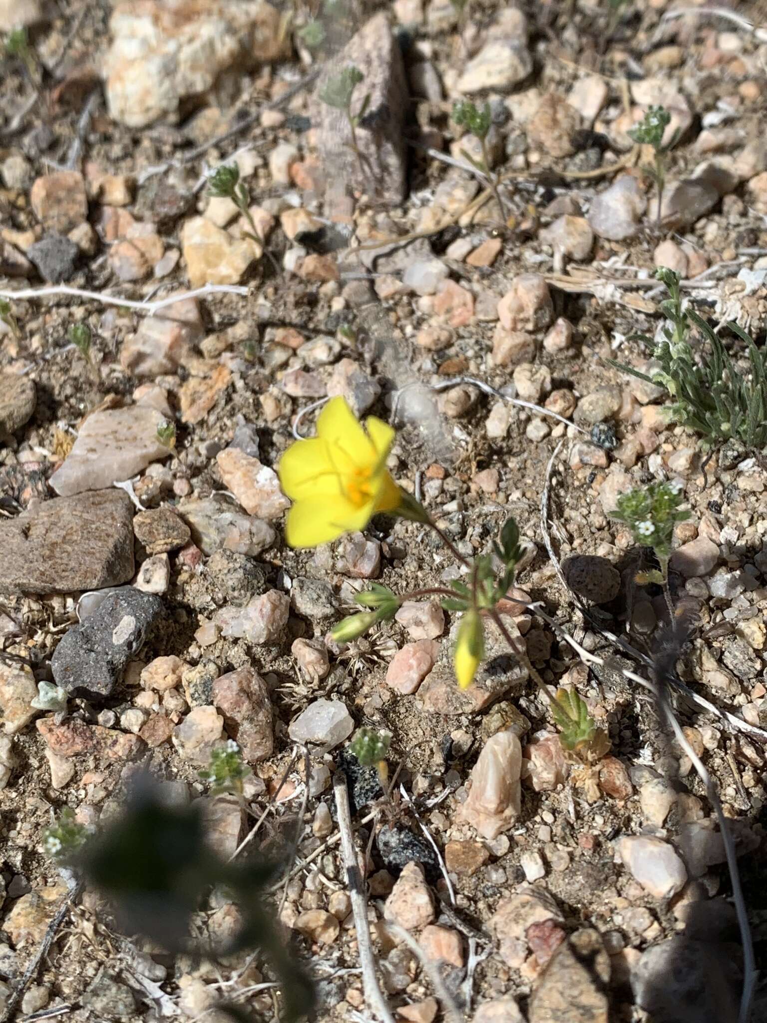 Image of golden linanthus