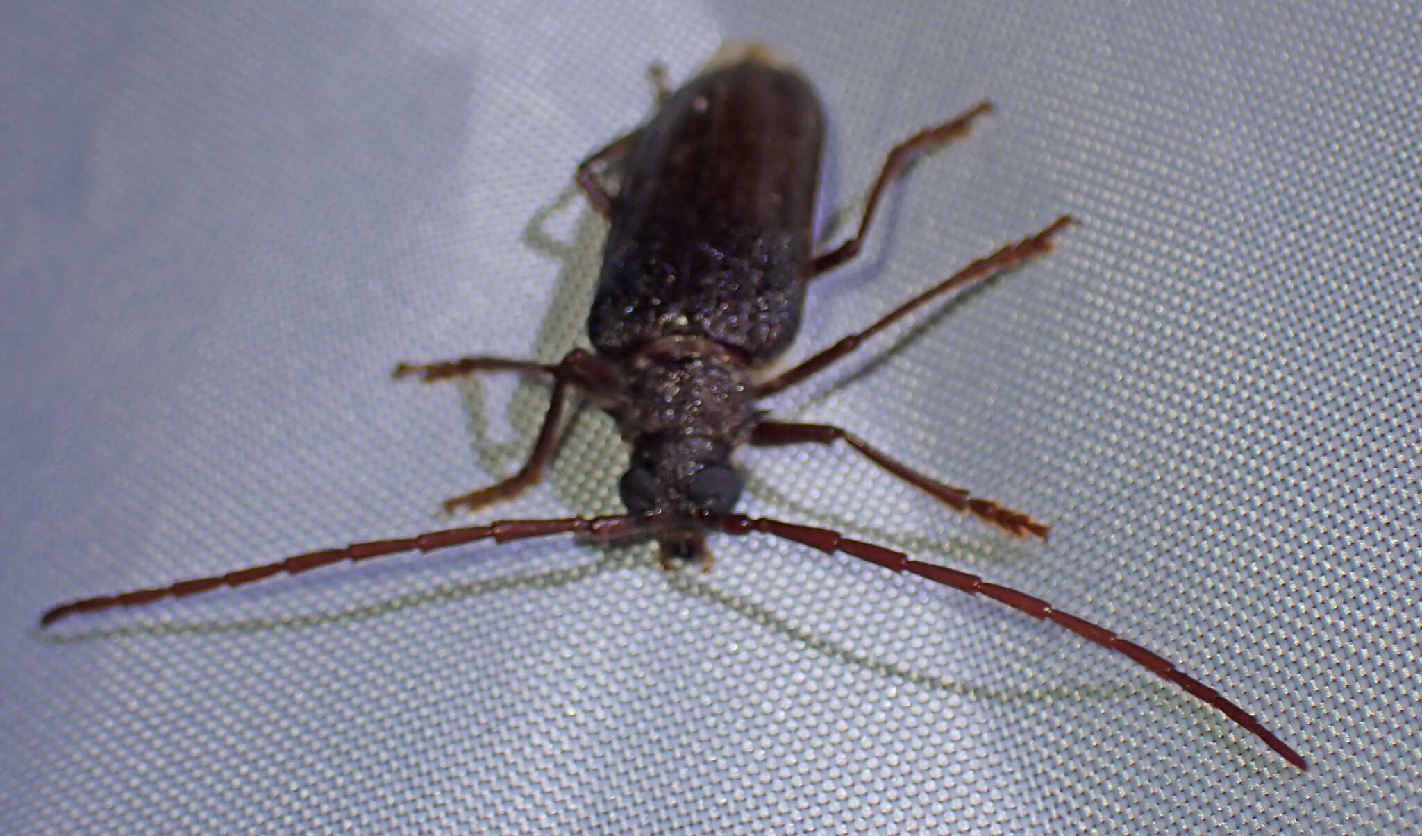 Image of Tragosoma pilosicornis Casey 1890