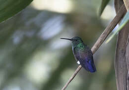 Image of Blue-tailed Hummingbird