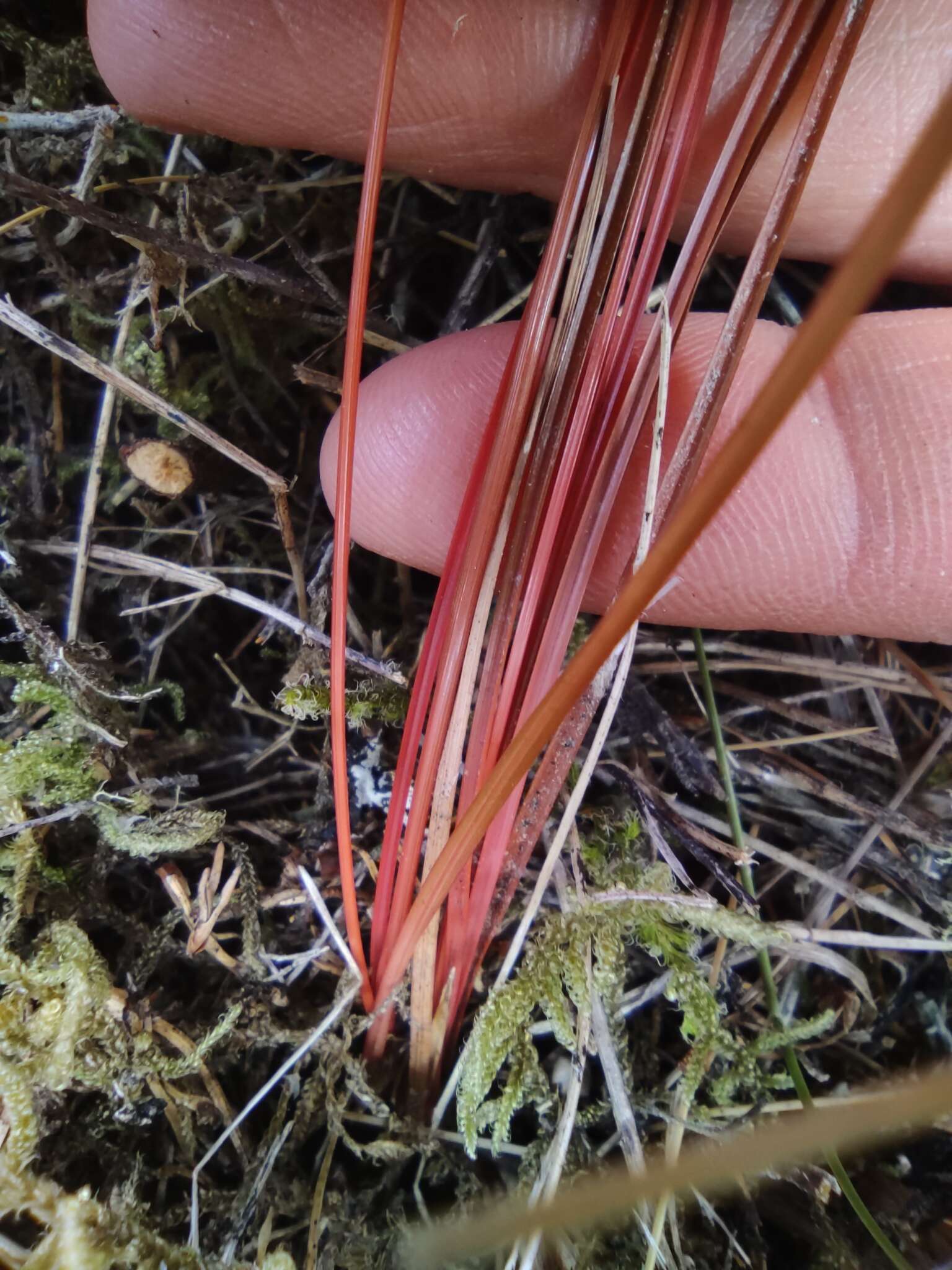 Image of Carex punicea K. A. Ford