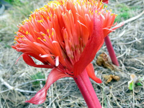 Imagem de Haemanthus sanguineus Jacq.