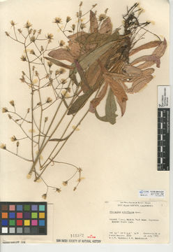 Image of white hawkweed