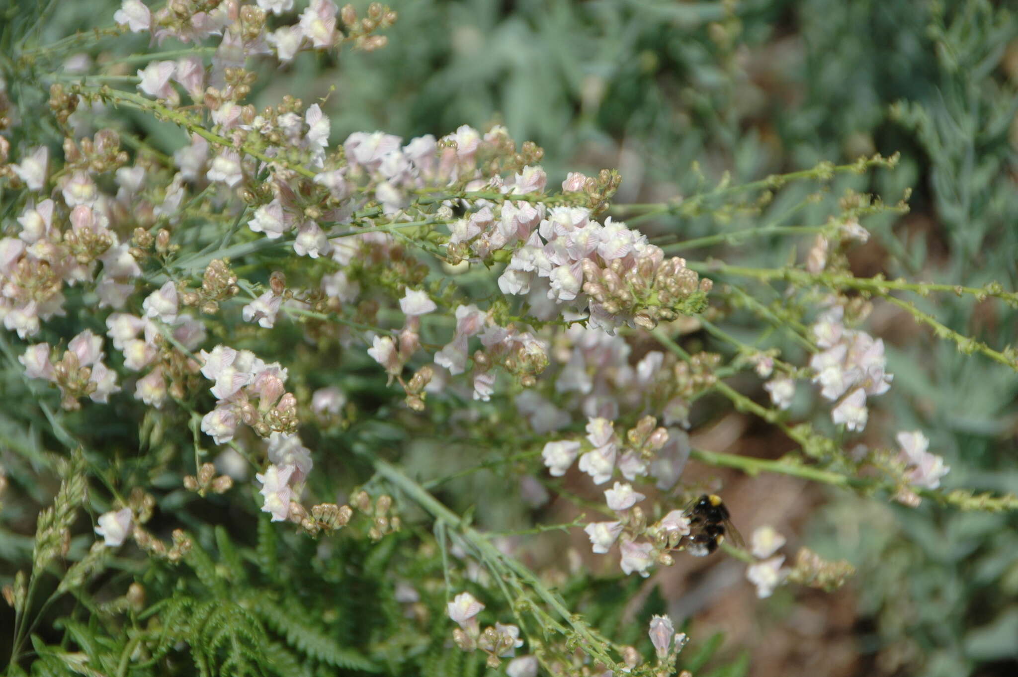 Image of Linaria nivea Boiss. & Reuter