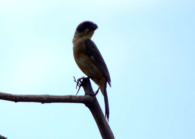 Image of Cinnamon-rumped Seedeater