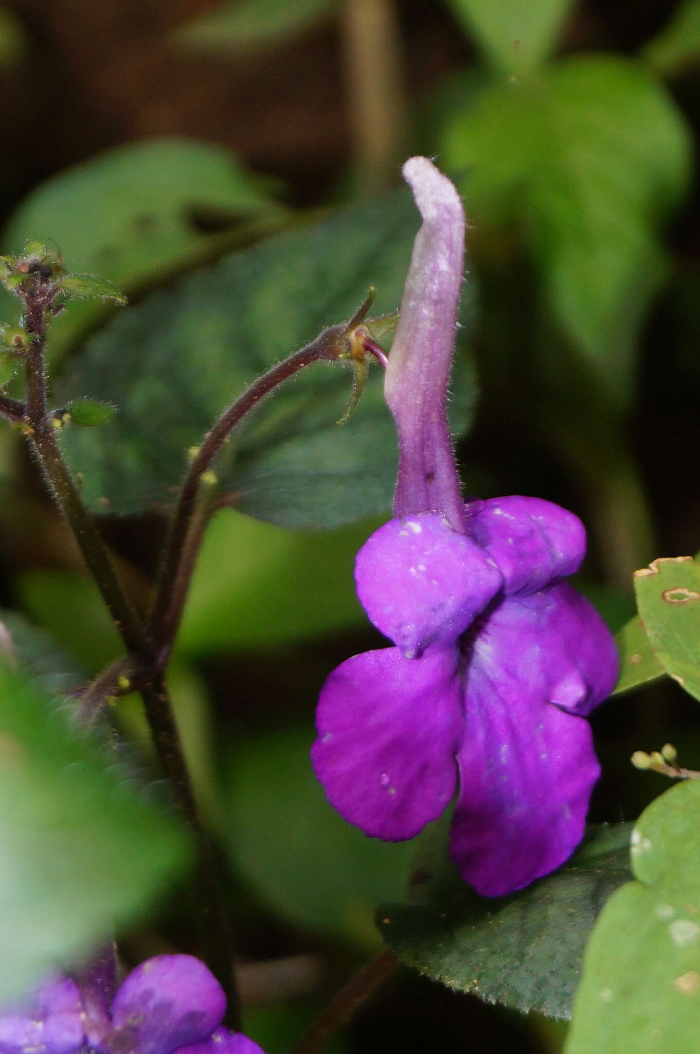 Image of Achimenes patens Benth.