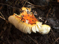 Image of Amanita xanthocephala (Berk.) D. A. Reid & R. N. Hilton 1980