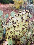 Opuntia pyrocarpa Griffiths的圖片