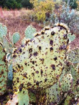 Opuntia pyrocarpa Griffiths resmi