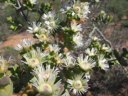 صورة Stoeberia utilis (L. Bol.) E. van Jaarsveld