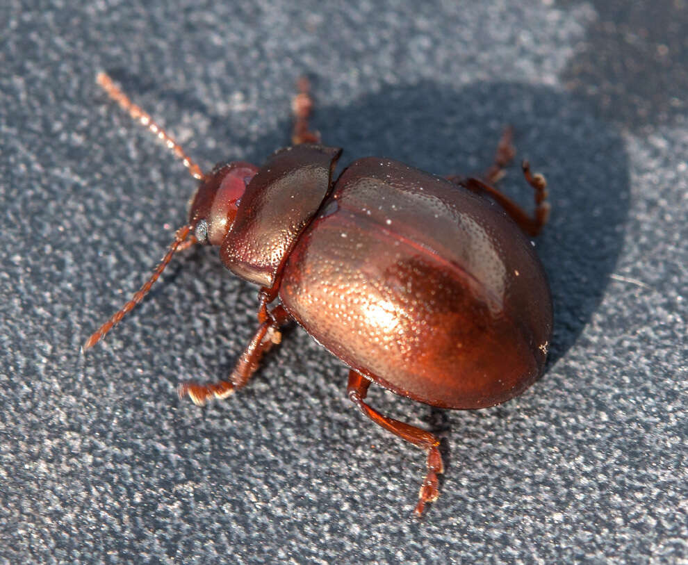 Image of Brown mint leaf beetle