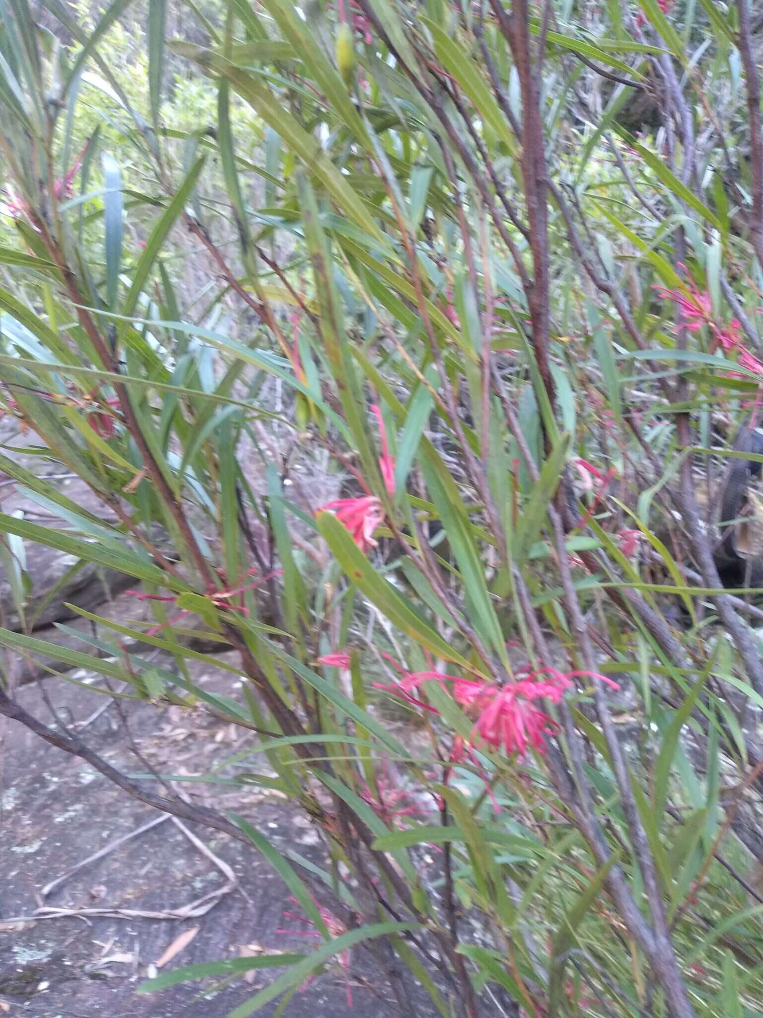 Imagem de Grevillea oleoides Sieber ex Schult.