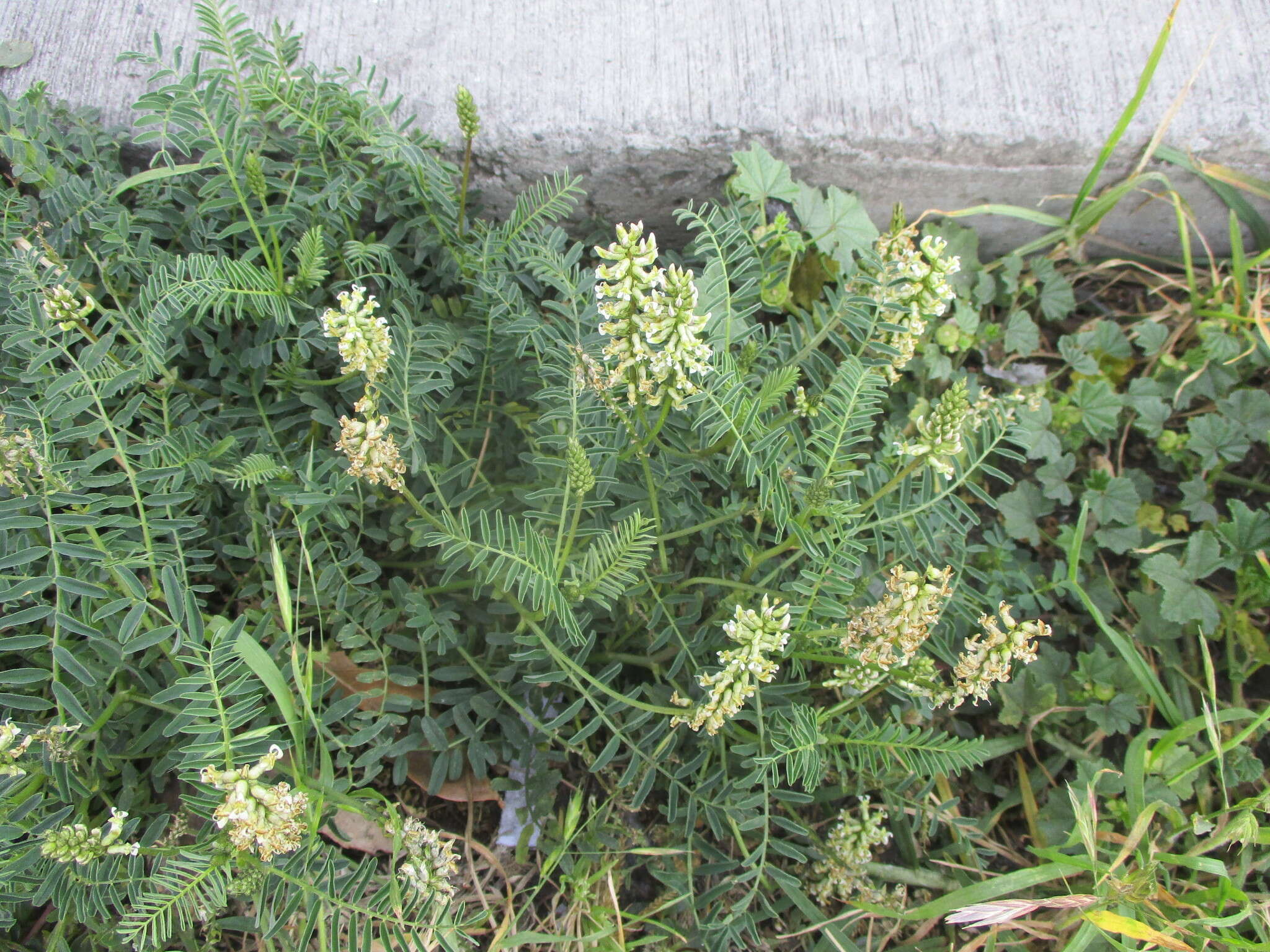 Astragalus micranthus Desv.的圖片