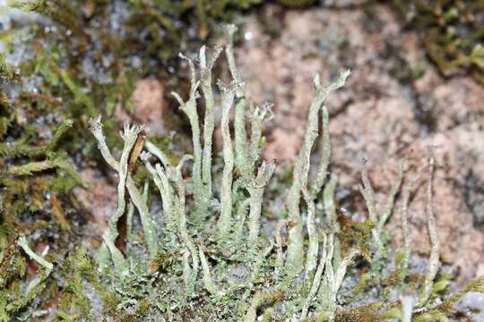 Image of cup lichen