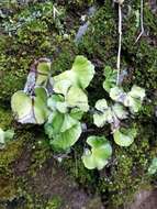 Image of lotus-leaved maidenhair fern