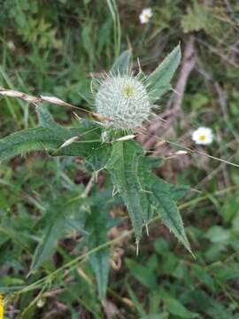 Image of Cirsium laniflorum (M. Bieb.) Fischer