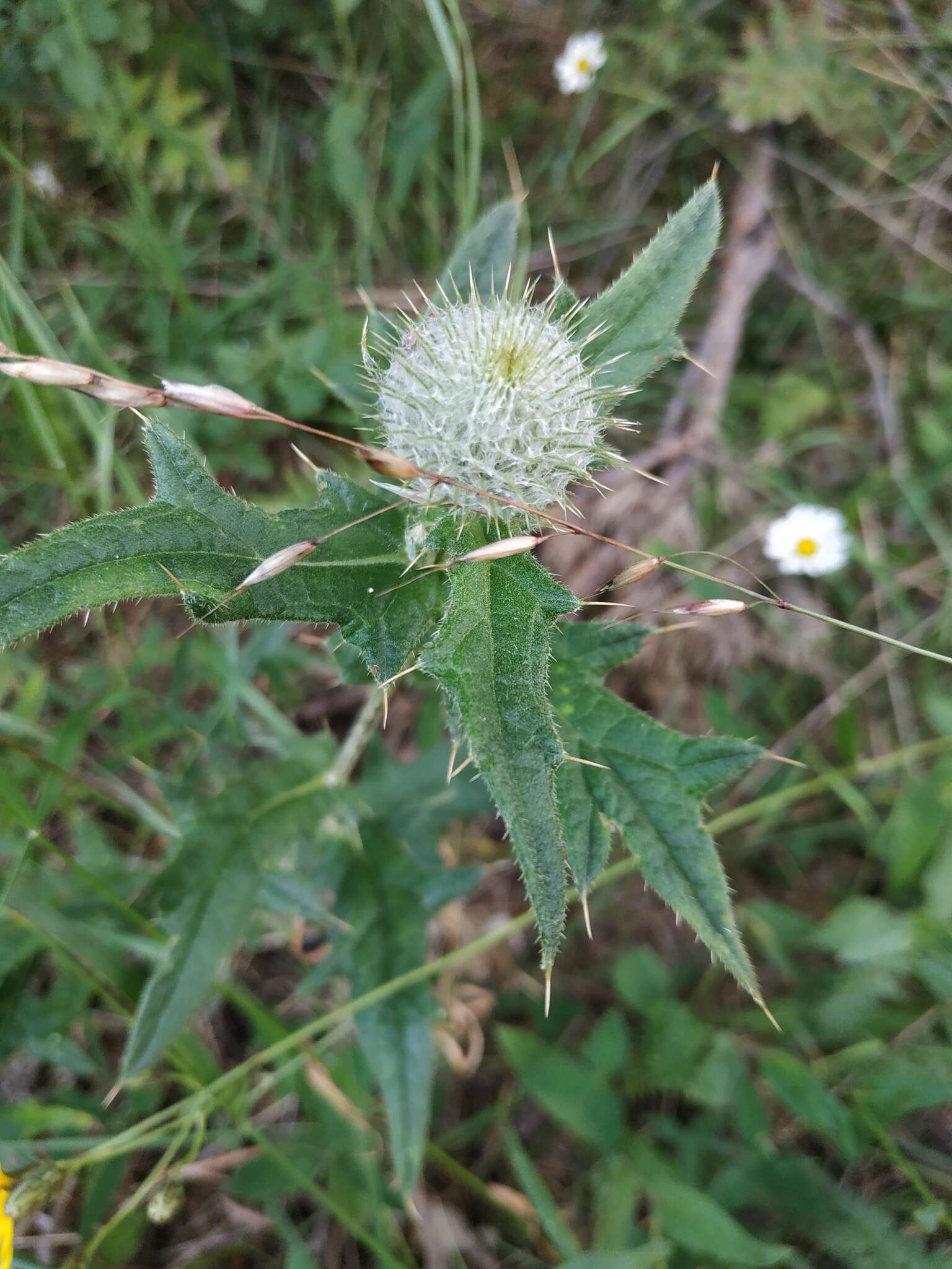 Image of Cirsium laniflorum (M. Bieb.) Fischer