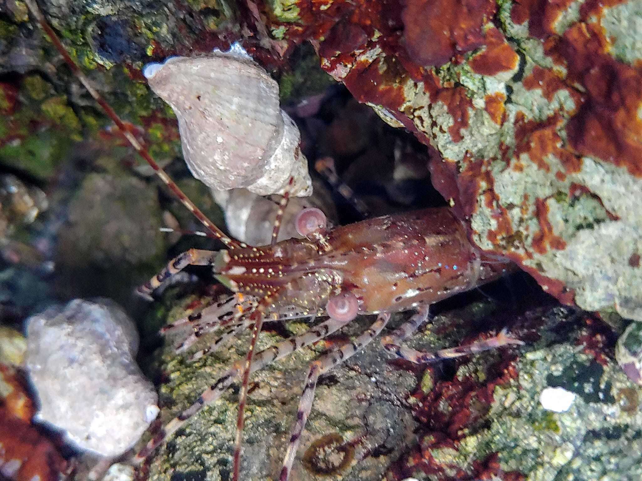 Image of dock shrimp