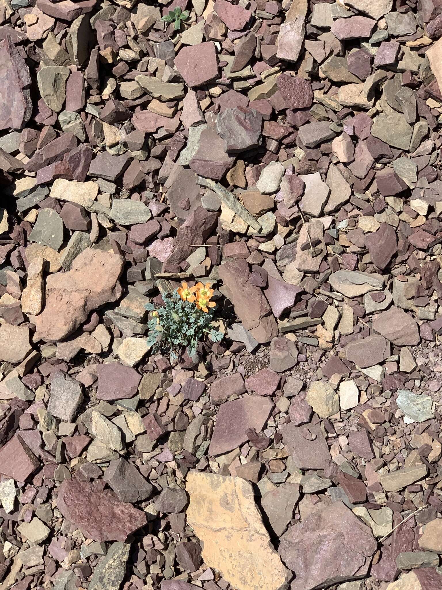 Image of alpine poppy