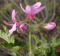 Imagem de Pelargonium glutinosum (Jacq.) L'Her.