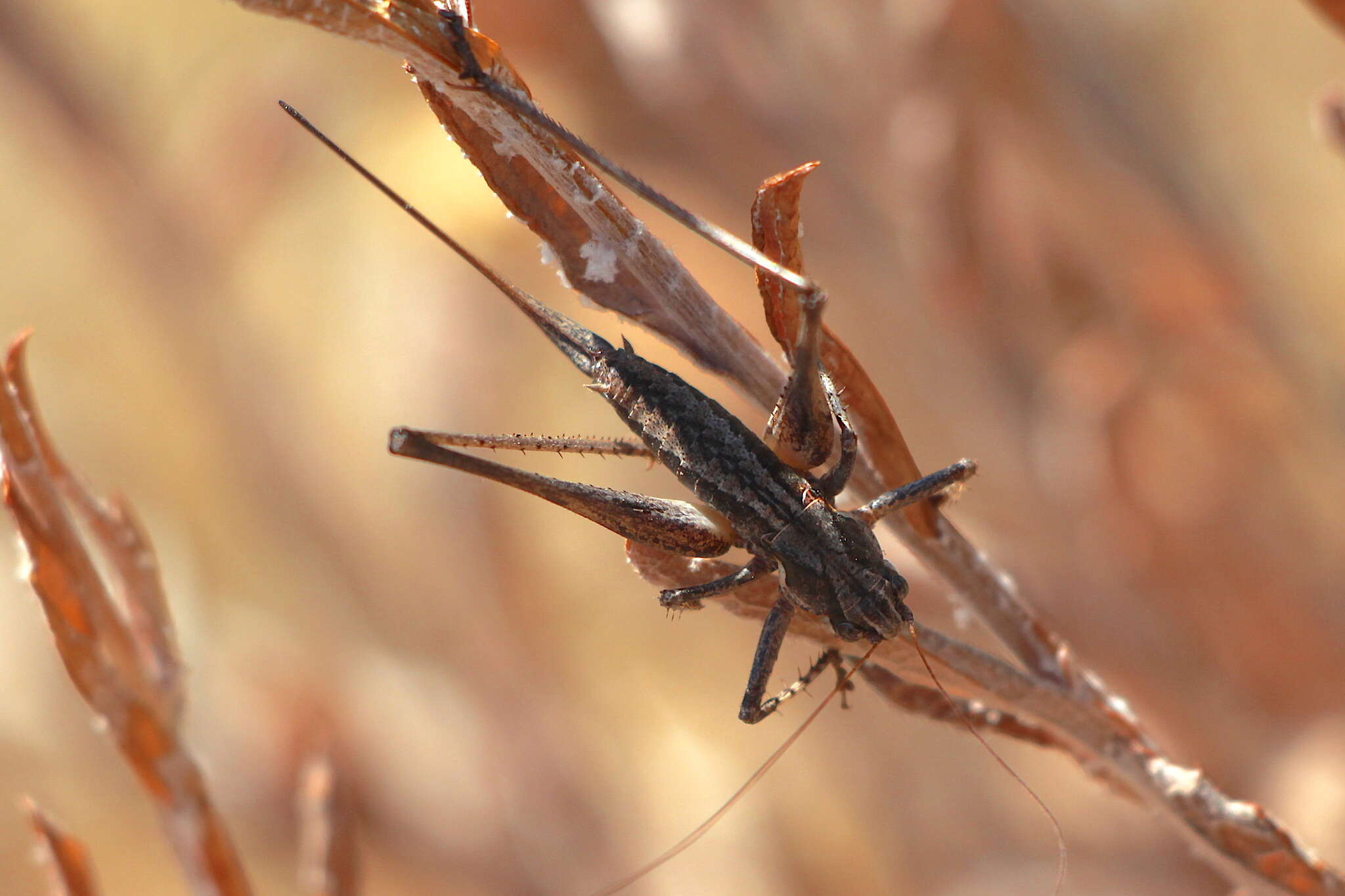 Image of Idiostatus aequalis (Scudder & S. H. 1899)