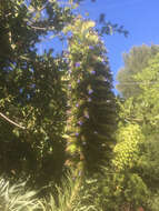 Imagem de Echium candicans L. fil.