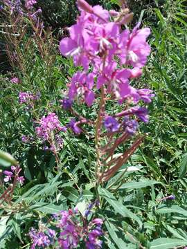 Image of fireweed