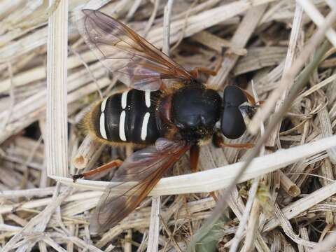 Image of Sericomyia lappona (Linnaeus 1758)