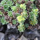Image of Saxifraga chionophila Franch.