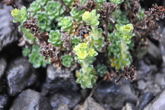 Image of Saxifraga chionophila Franch.