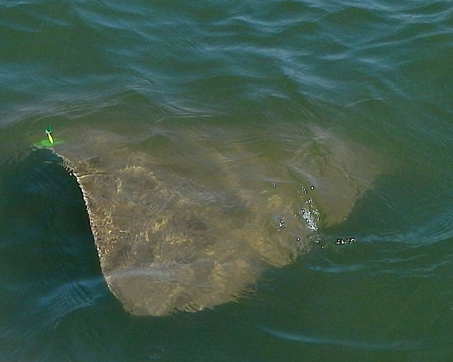 Image of Spiny Butterfly Ray