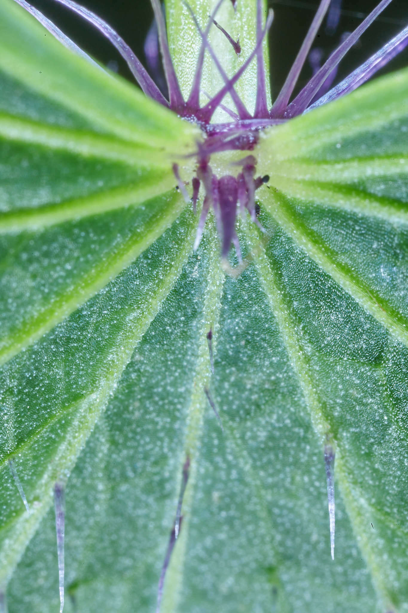 Image of Spananthe paniculata Jacq.
