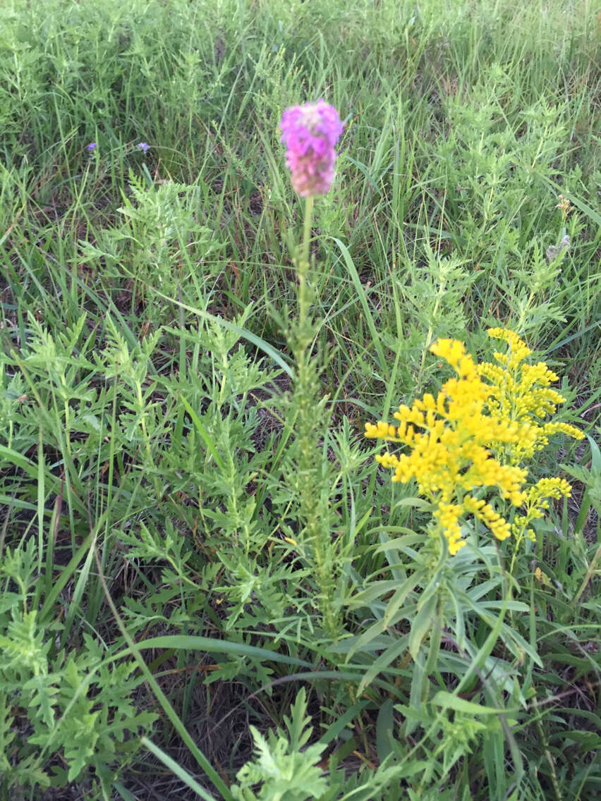 Image of purple prairie clover