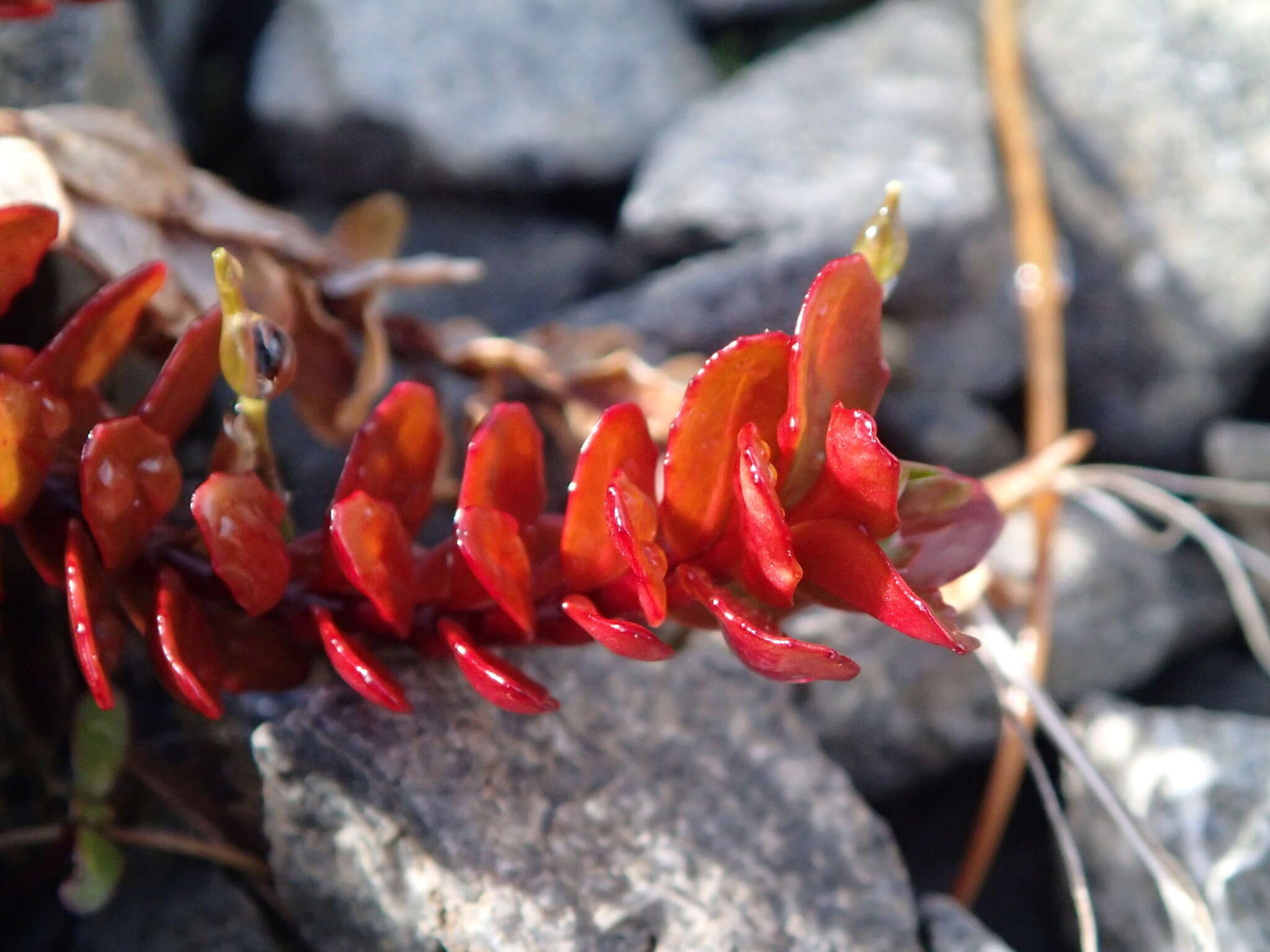 Imagem de Epilobium tasmanicum Hausskn.