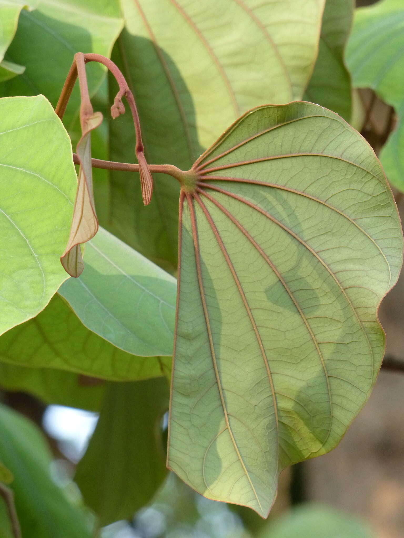 Image of Bauhinia foveolata Dalzell