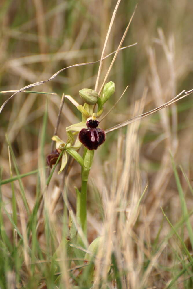 Image of Early spider orchid