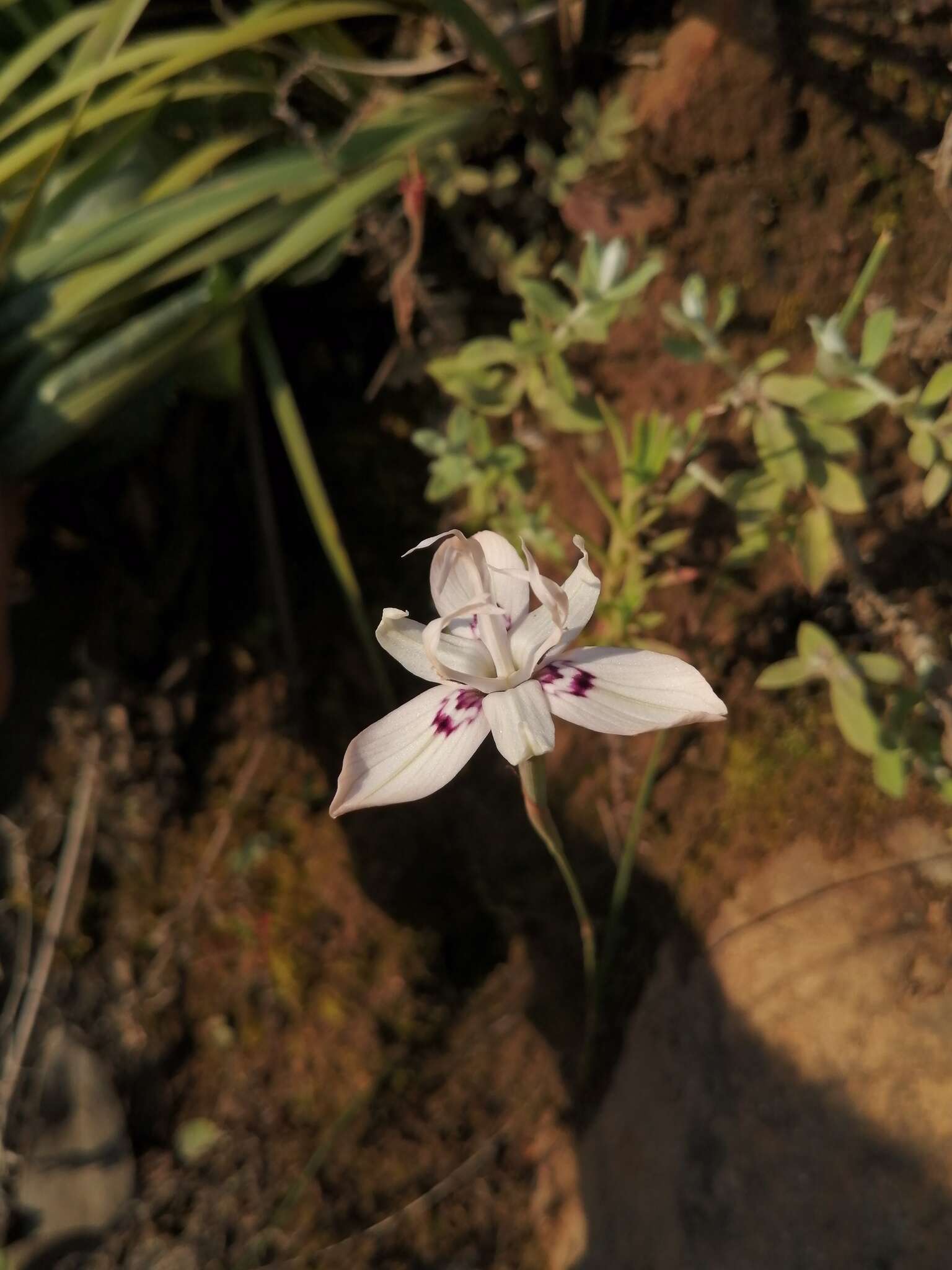 Image of Moraea barkerae Goldblatt