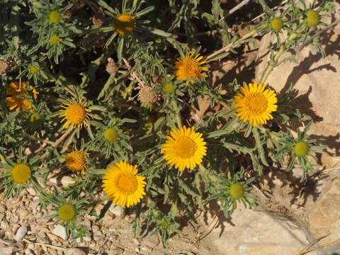 صورة Asteriscus graveolens (Forsk.) Less.