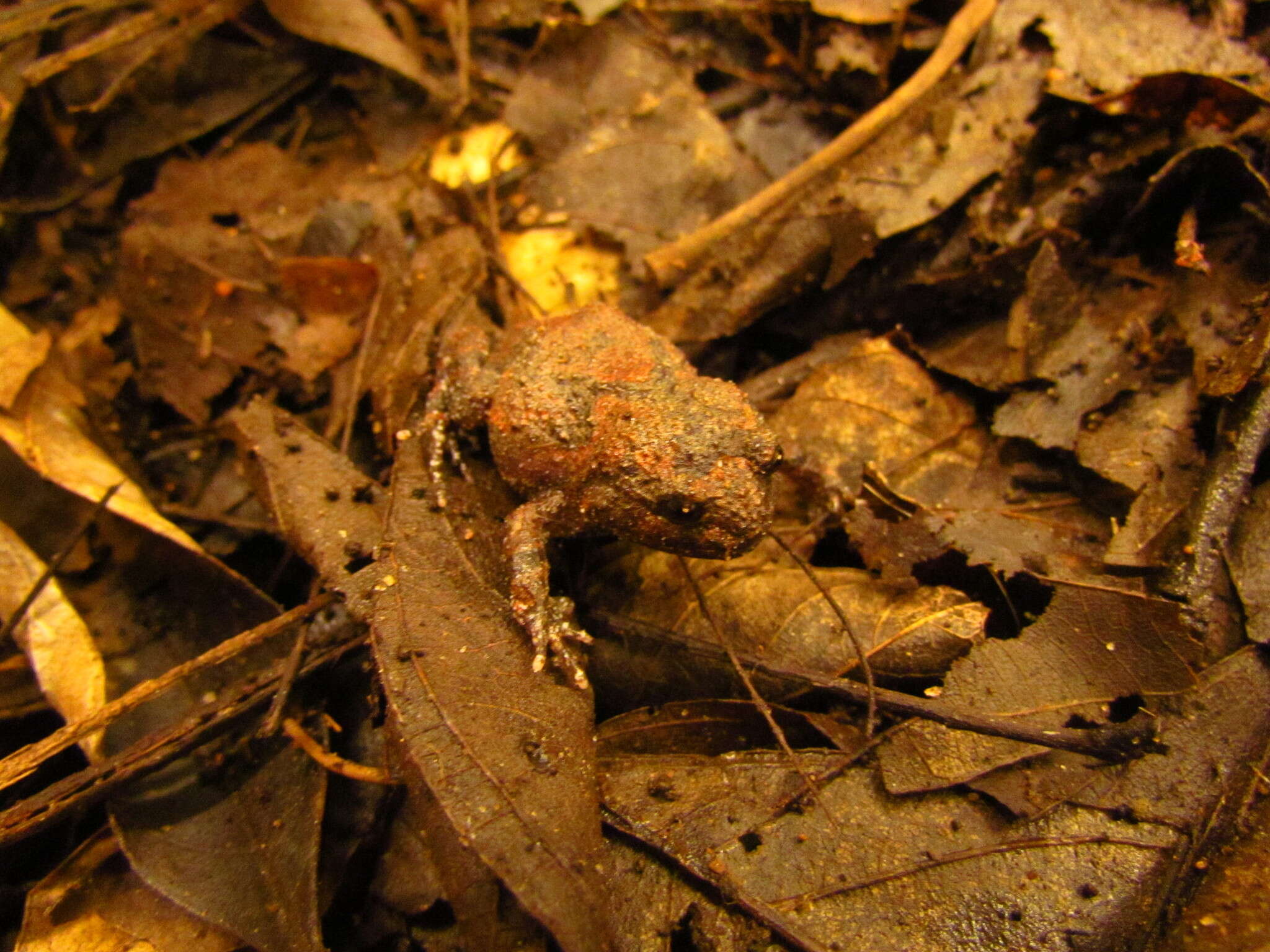 Cycloramphus bolitoglossus (Werner 1897)的圖片