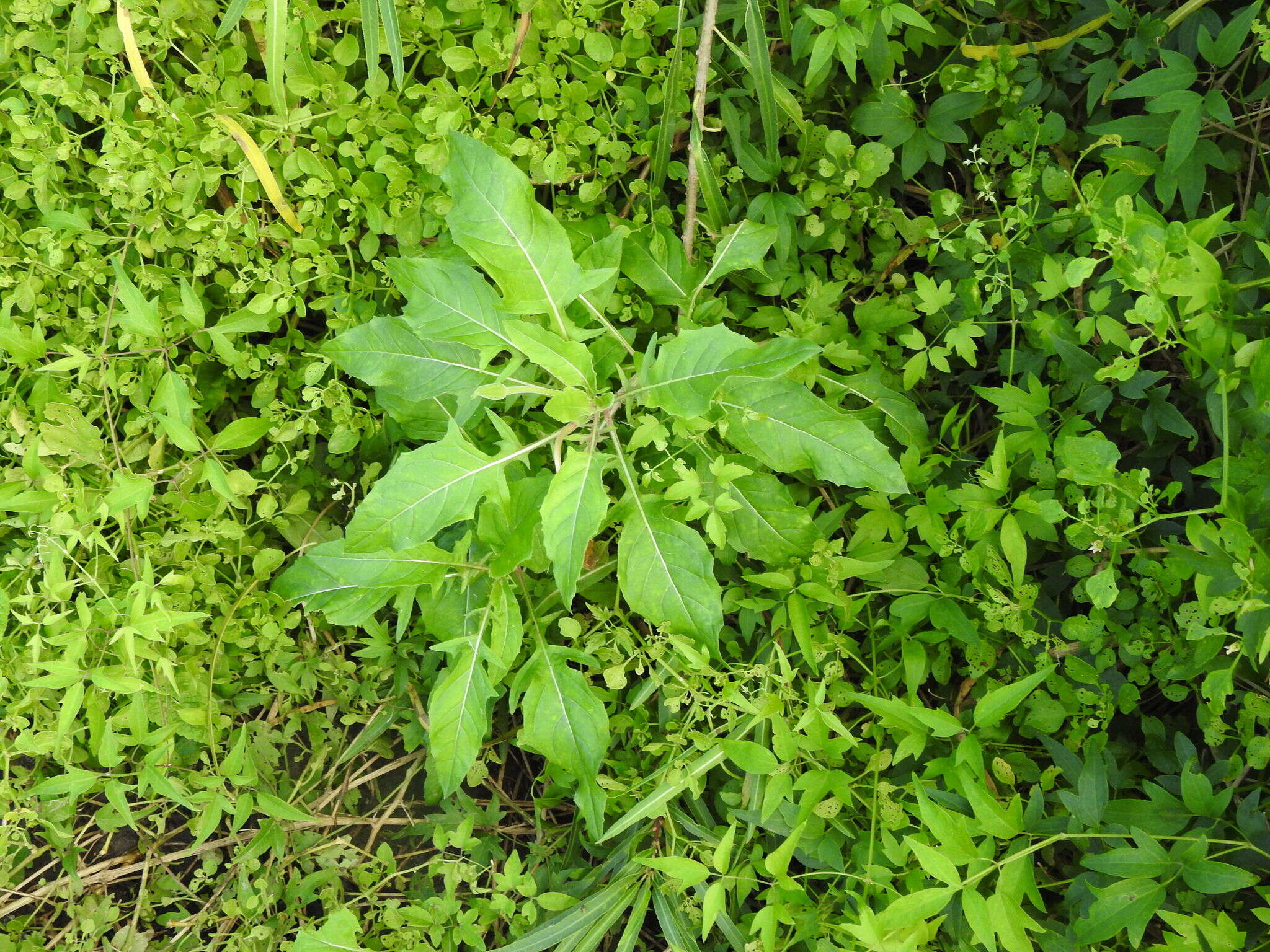 Sivun <i>Oenothera centaurifolia</i> kuva