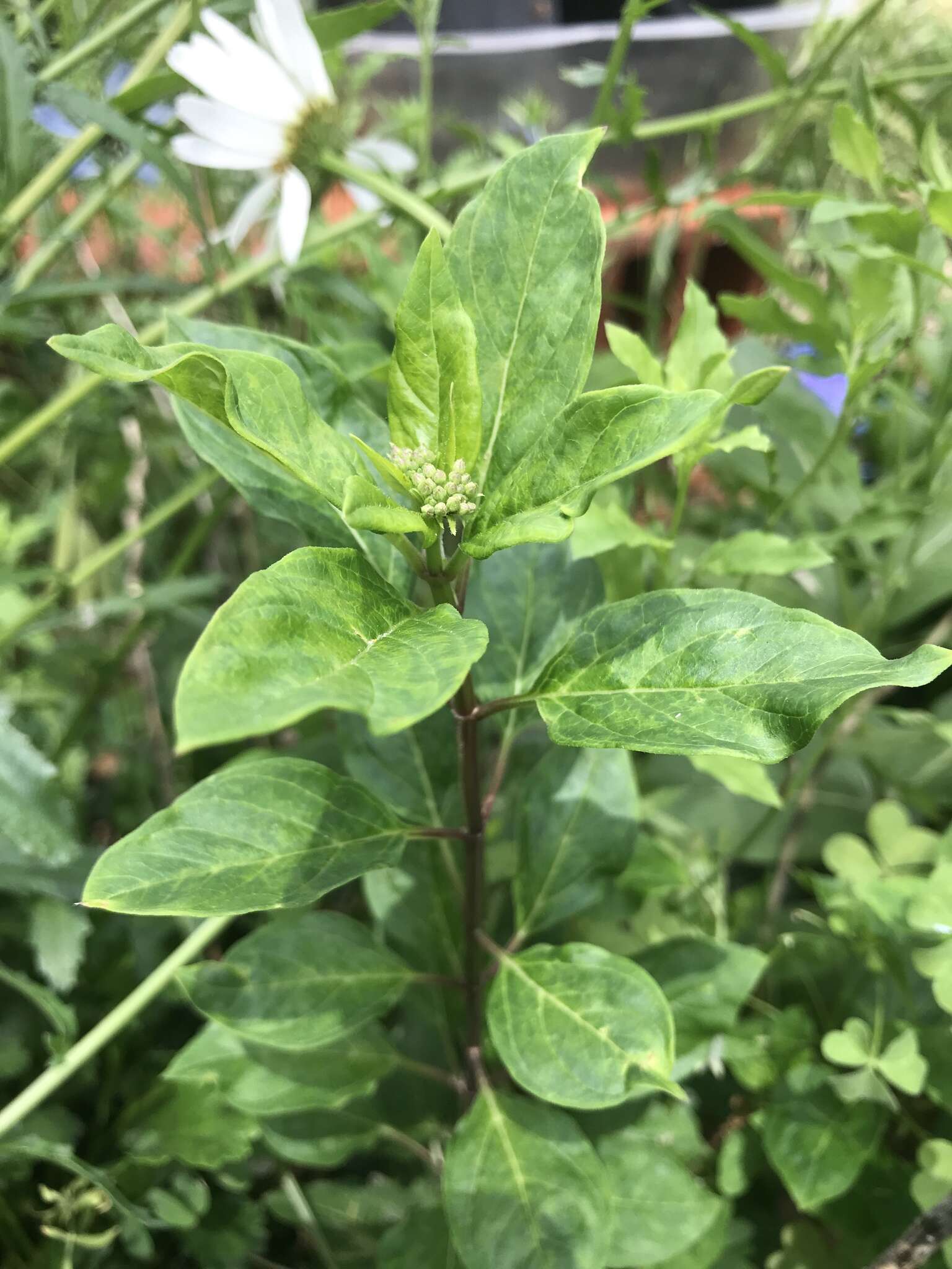 Image of Texas milkweed